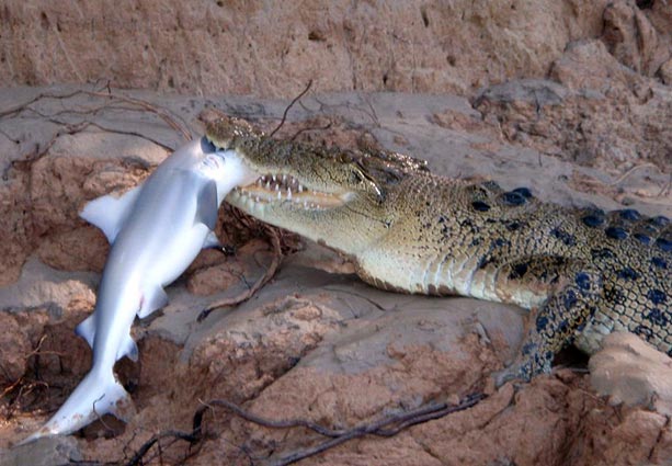 Crocodile Eating Man