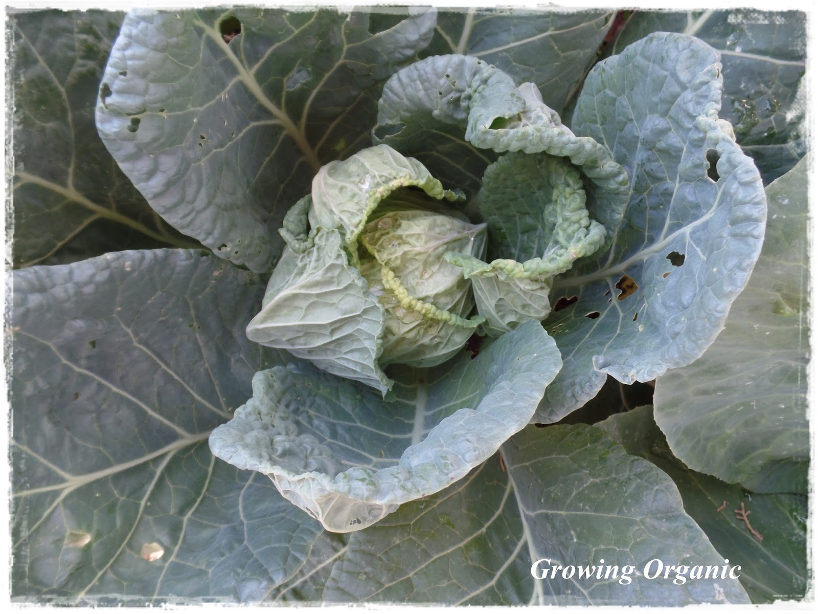 Growing Organic Summer Garden Pests Cabbage Worms, Corn Earworms