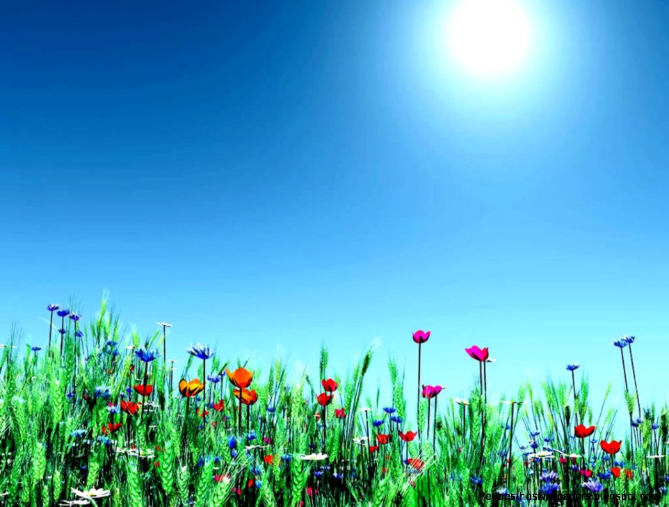Free Desktop Backgrounds for Spring Flowers Photos 1024x768PX Free Desktop Backgrounds for Spring Flowers Photos 1024x768PX