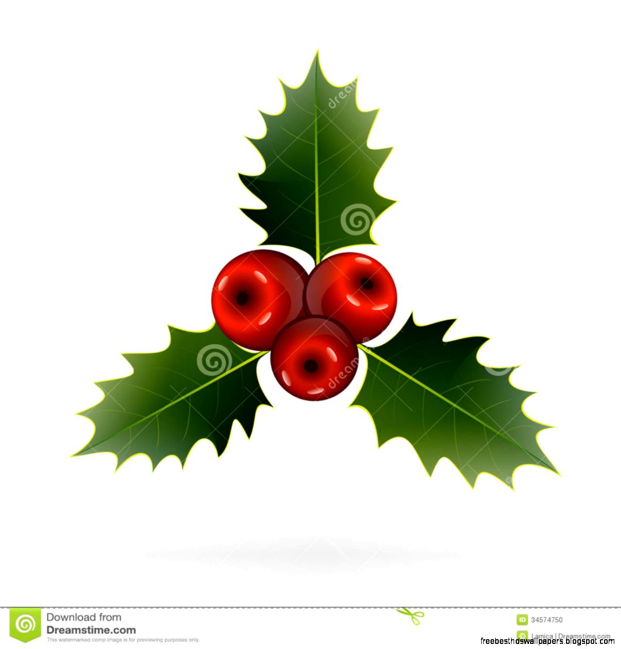 Holly Berries On White Background Christmas Decorations Stock Holly Berries On White Background Christmas Decorations Stock