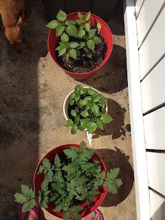 garden tomato and pepper plant