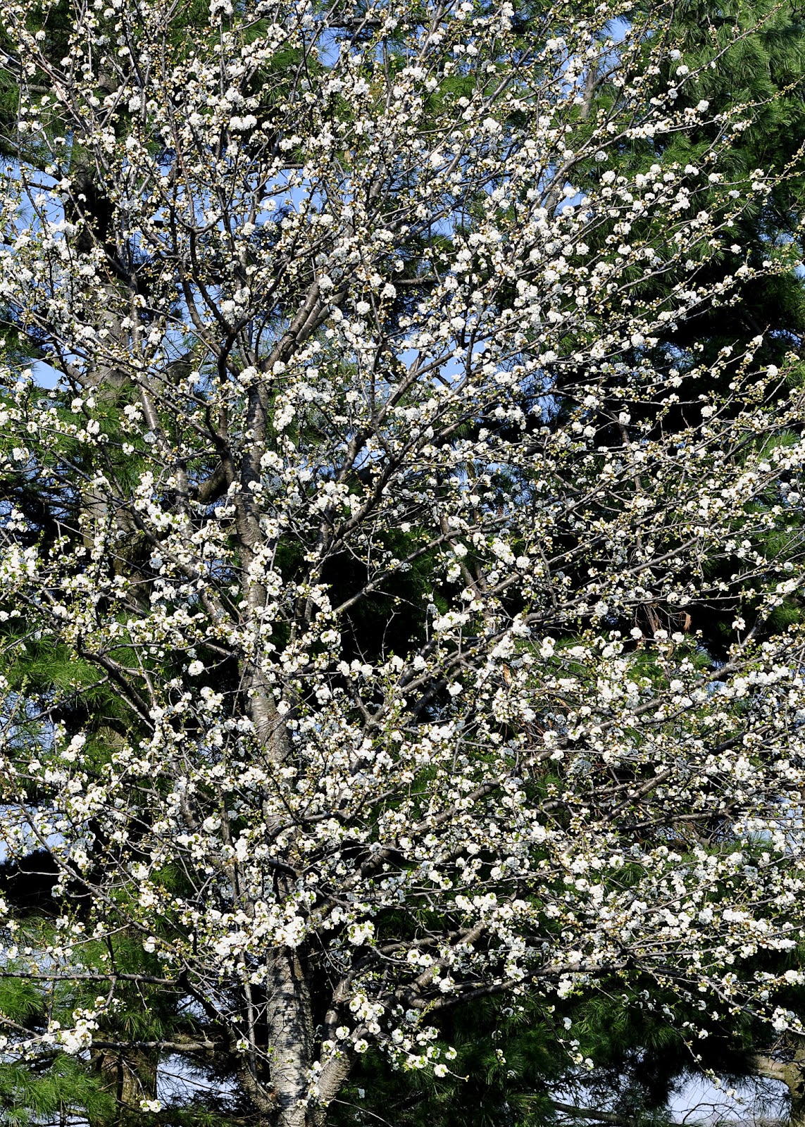 This Farm Family's Life The Marshmallow Tree...