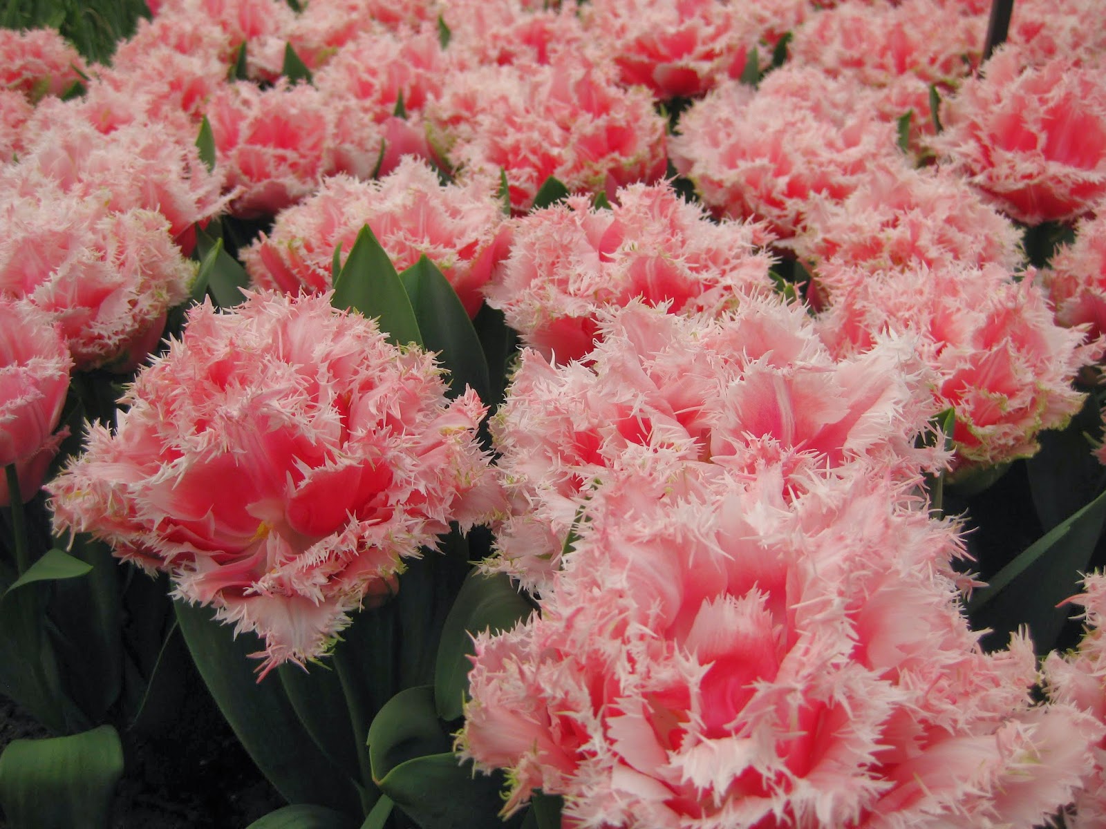 Beechwood Landscape Architecture And Construction Blue Mist