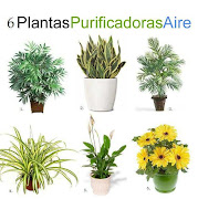 Areca Palma: Una de las mejores plantas de purificación de aire para la . (plantas)