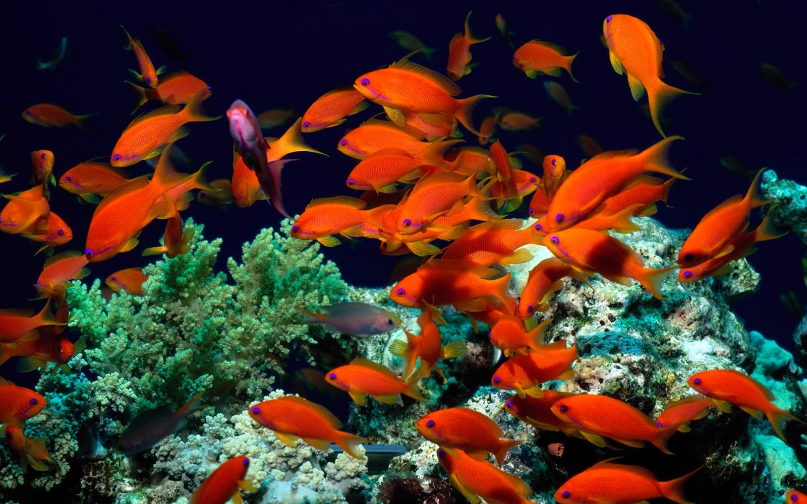 Desktop HD Wallpapers Free Downloads: Fish HD Wallpapers