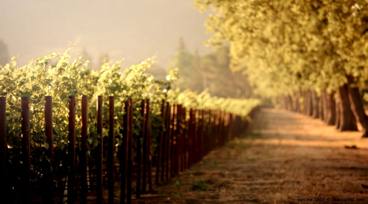 Vineyard Wallpaper 6881557 Vineyard Wallpaper 6881557