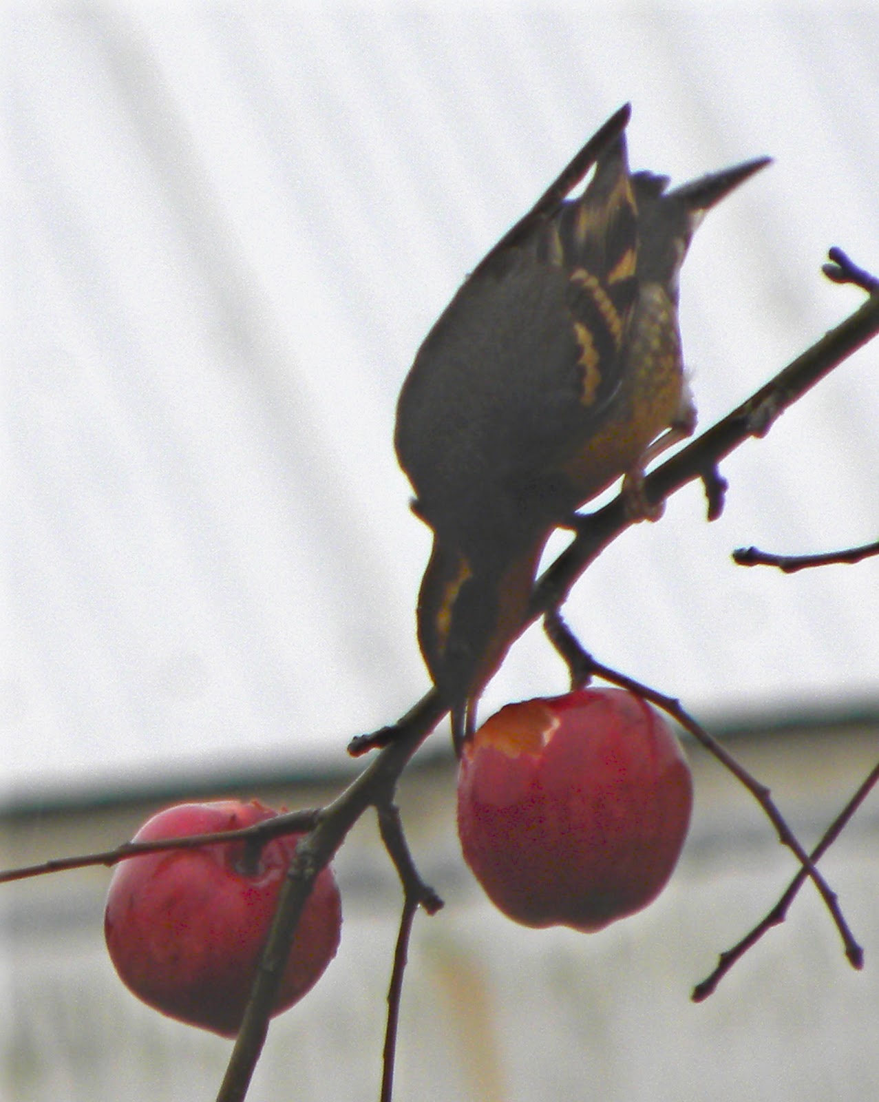 Birds Apple Tree Birds