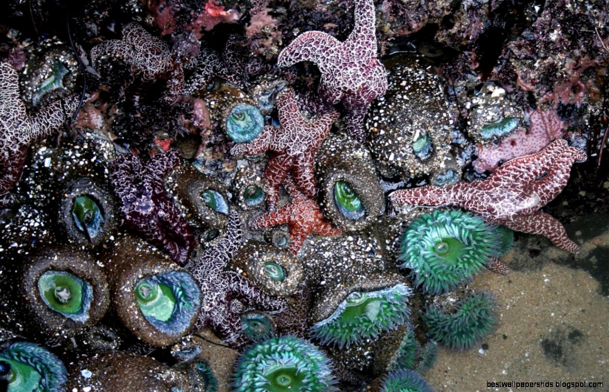FileTide pools in santa cruz Wikimedia Commons FileTide pools in santa cruz Wikimedia Commons