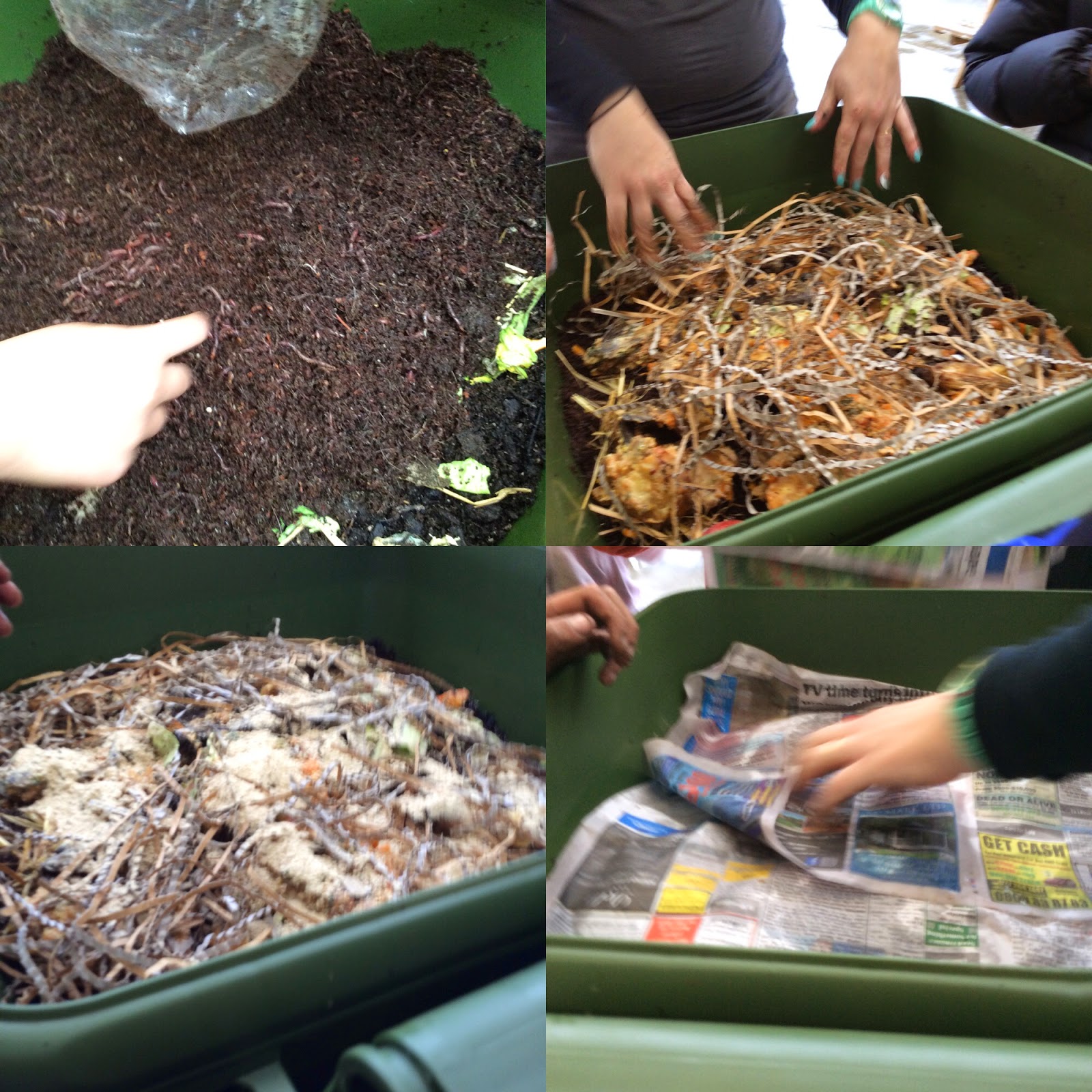 Mrs Cameron 2014 Hungry bin. A continuous flow worm farm.