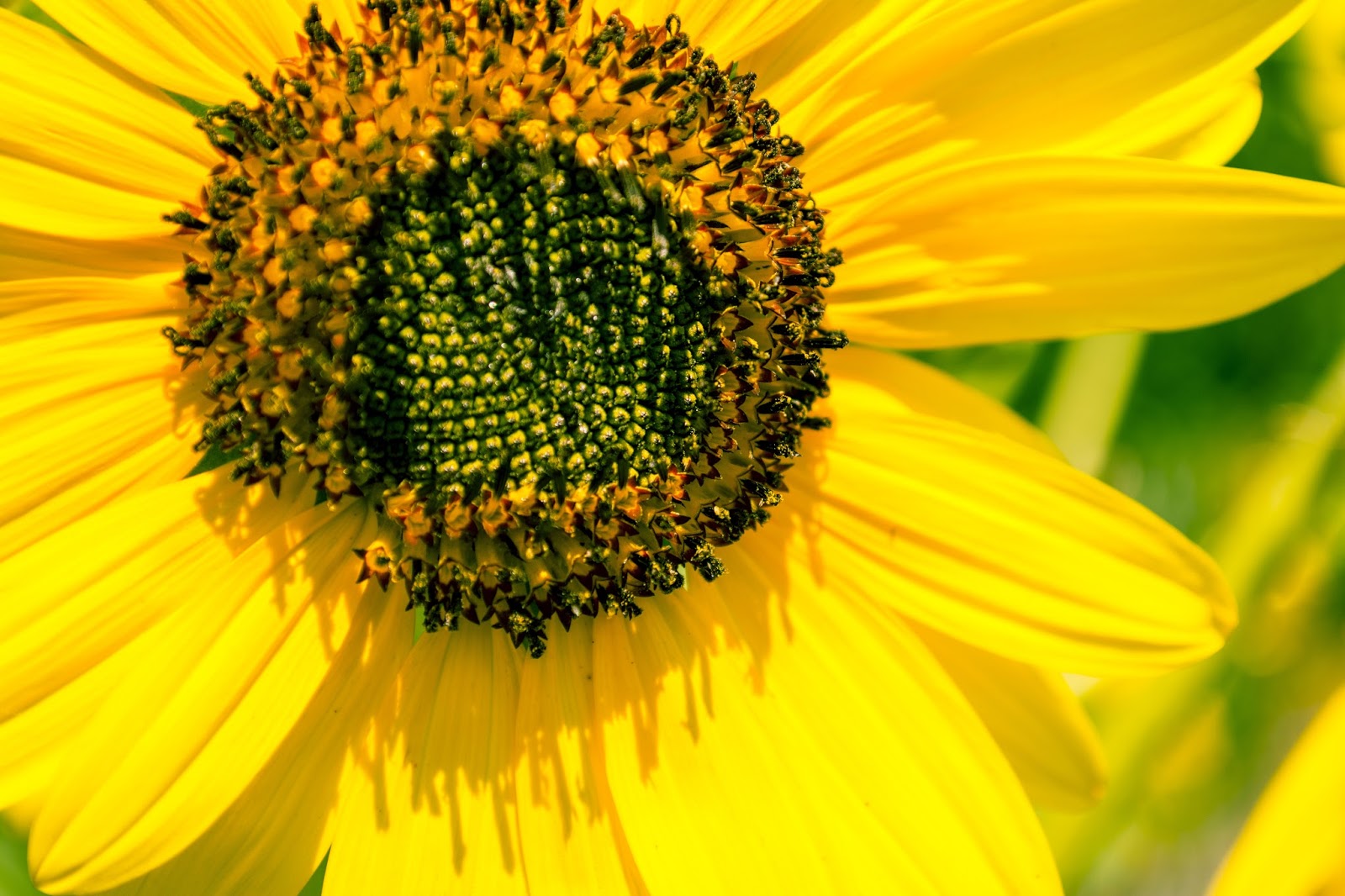 Sunflower pictures openSUSE Revolution: Sunflowers