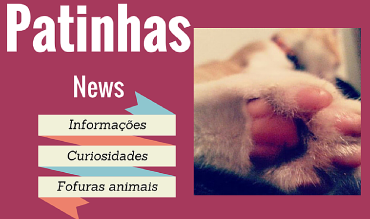 Patinhas News