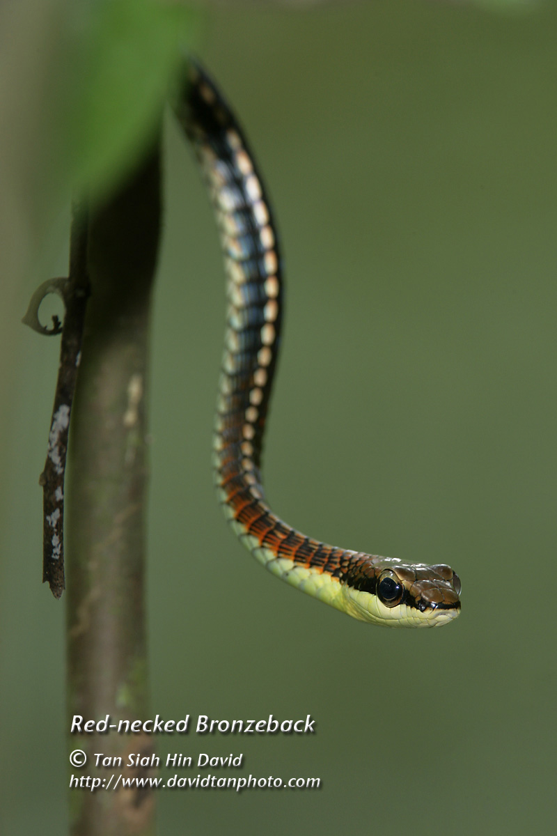 Singapore Wild Animals Singapore Snakes
