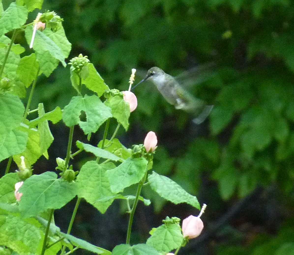 Using Native Plants Hummingbird Favorites in My Garden