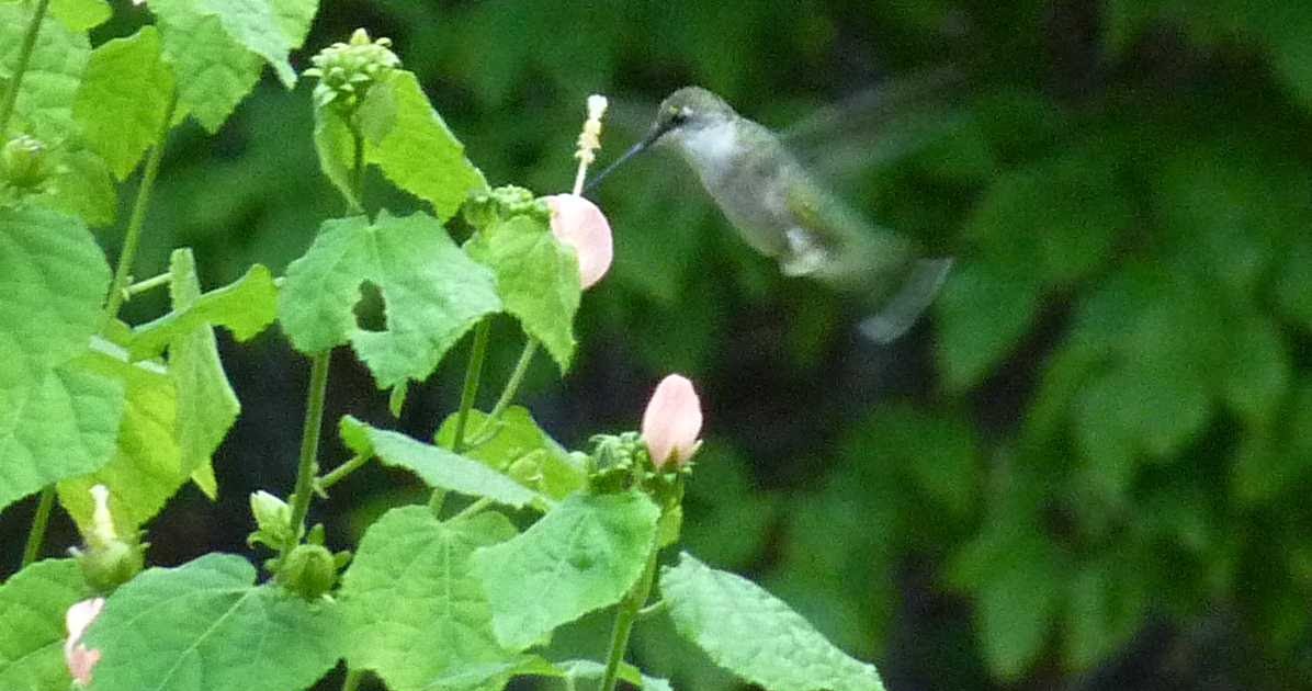 Using Native Plants Hummingbird Favorites in My Garden