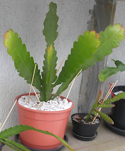 vaso de planta de cactus orquídea epiphyllum
