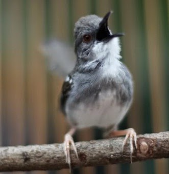 Dunia Burung Membedakan Prenjak Putih Jantan Dan Betina