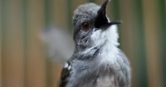 Dunia Burung Membedakan Prenjak Putih Jantan Dan Betina