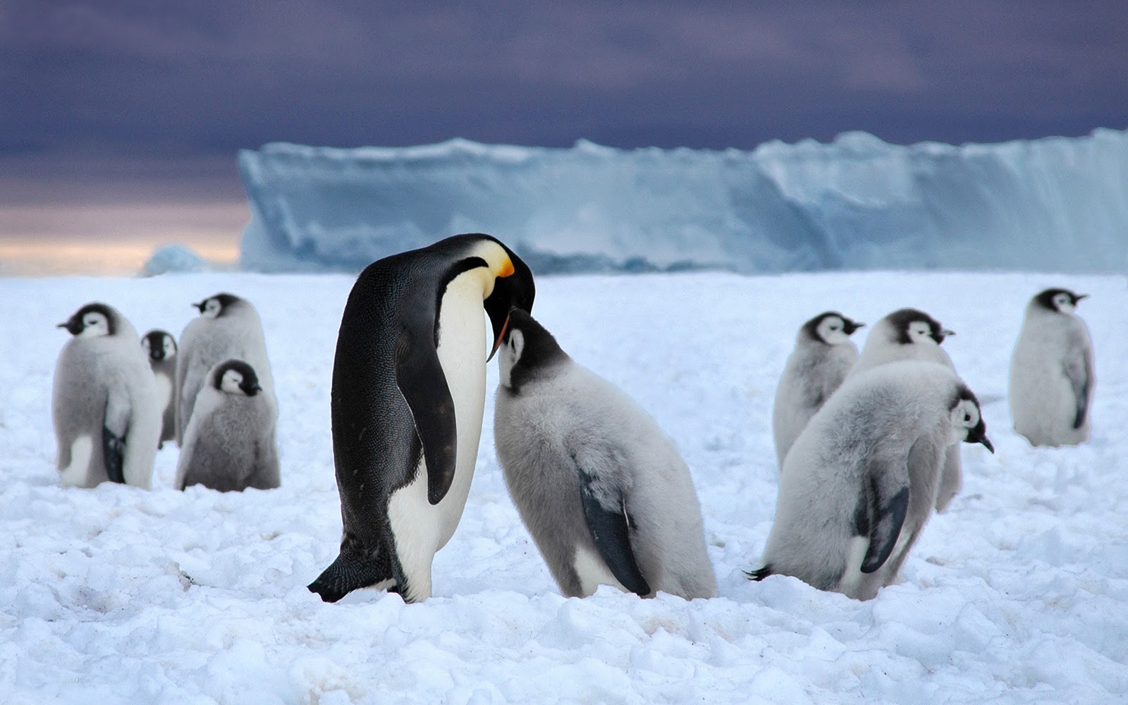 Pinguin Achtergronden | HD Wallpapers
