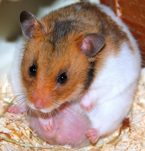 Hamster Pets Yang Harus Kamu Lakukan Ketika Hamster Kamu Hamil Hamster Pets Yang Harus Kamu Lakukan Ketika Hamster Kamu Hamil