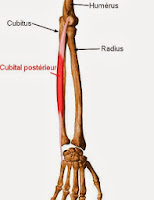 extenseur ulnaire du carpe