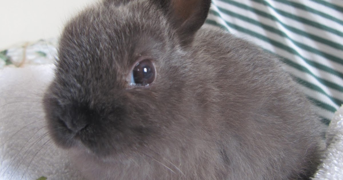 Délicia, le lapin Nain Néerlandais Salut!