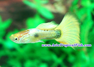 Fancy Guppy Breeding