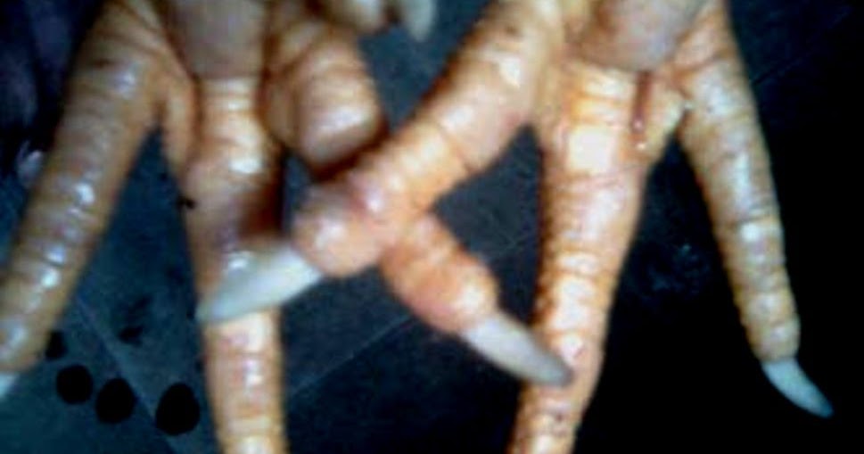 3 contoh gambar sisik kaki ayam batu rantai Ayam Bangkok