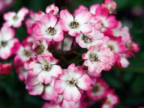 Picture of flowers Flowers