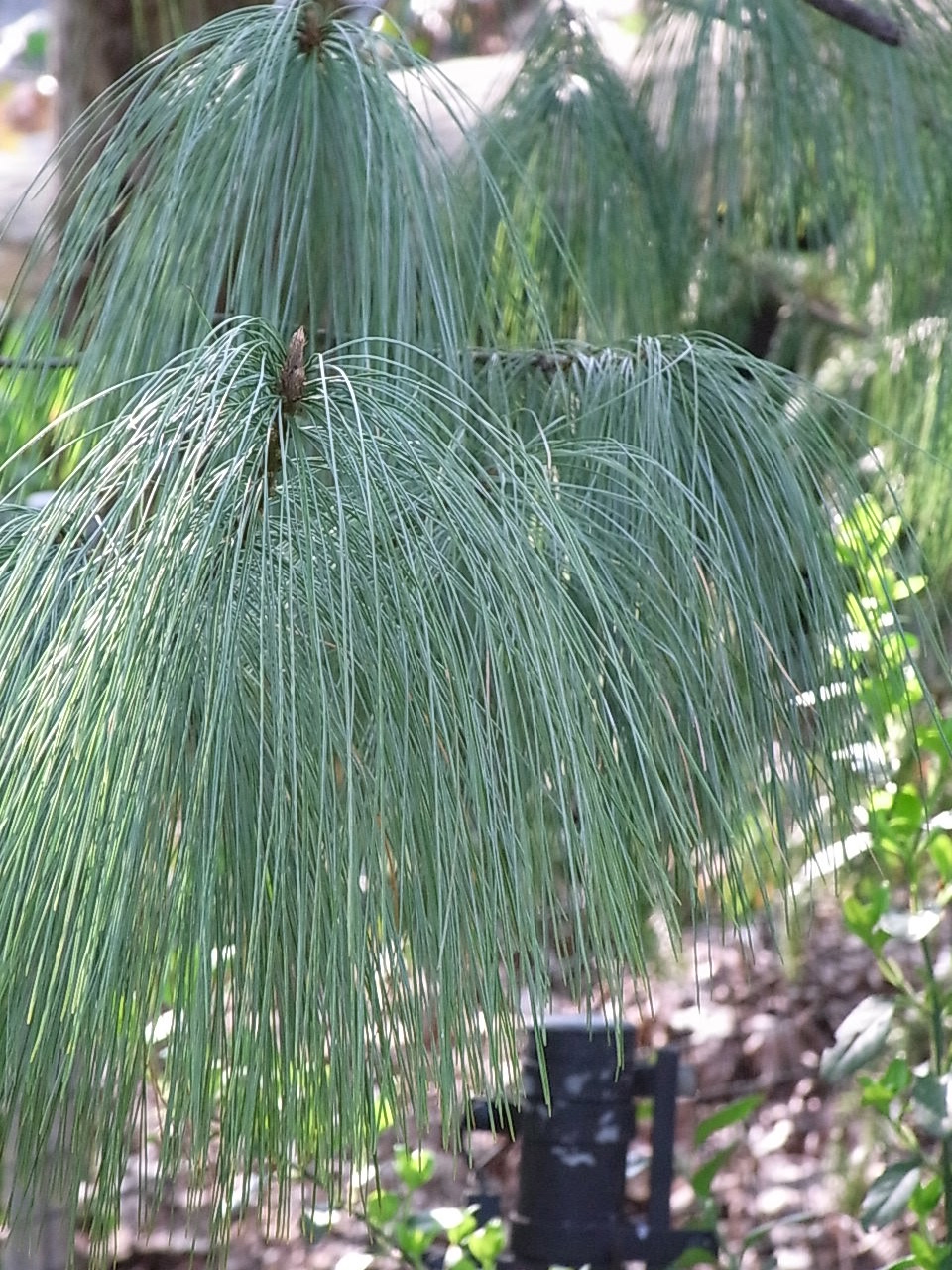 long pine needles (With images) Long pine, Pine needles, Plants