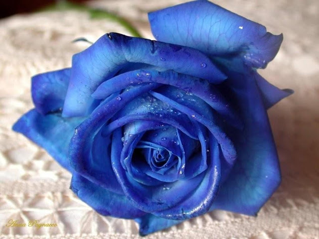 Blue Roses