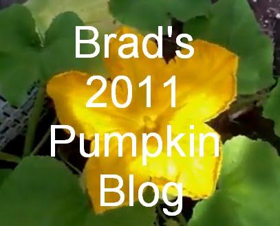 Brad's Pumpkin Blog of 2011