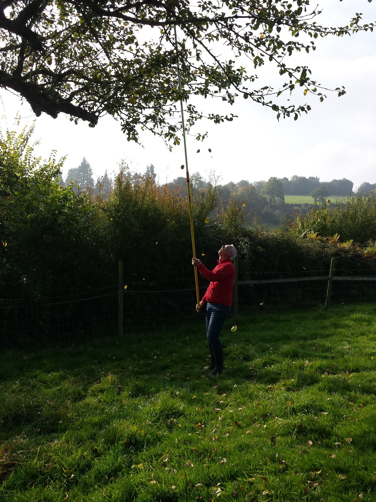 La Petite Bicyclette Rose Vanille Fraise