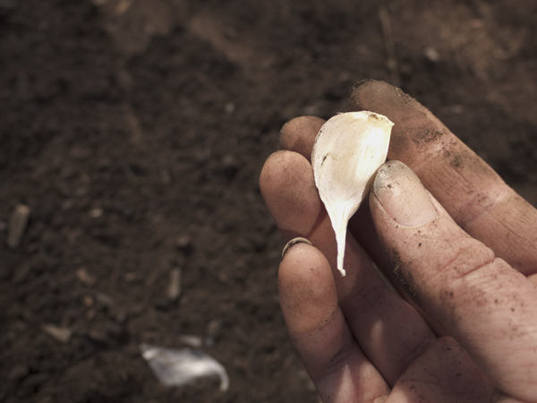 Planting a garlic clove