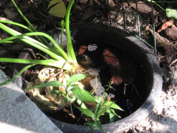 The Nature Geek: Container Pond Success!