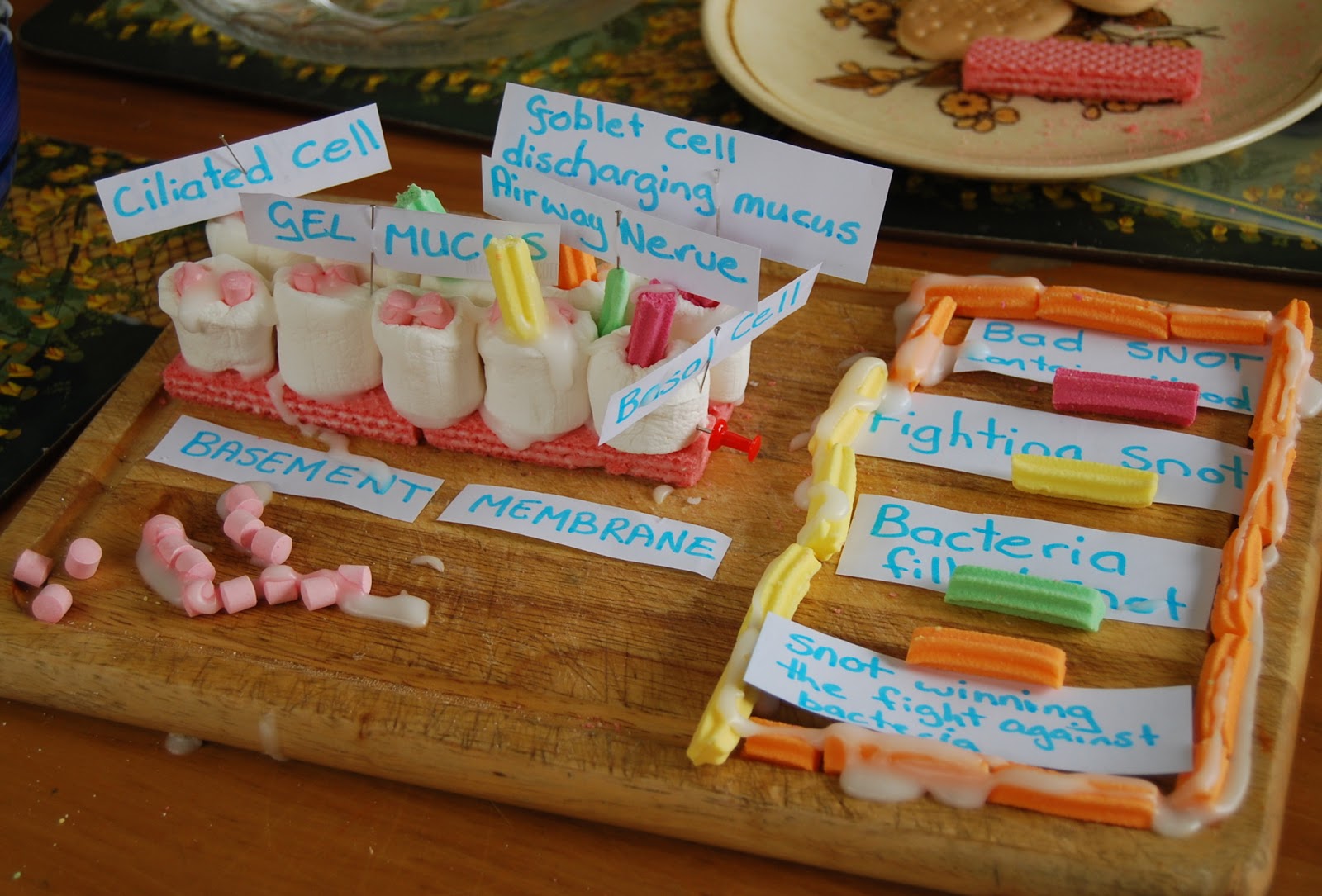 Ol Mother Hubbard Science Fun Specialised Cells. The Goblet Cell.