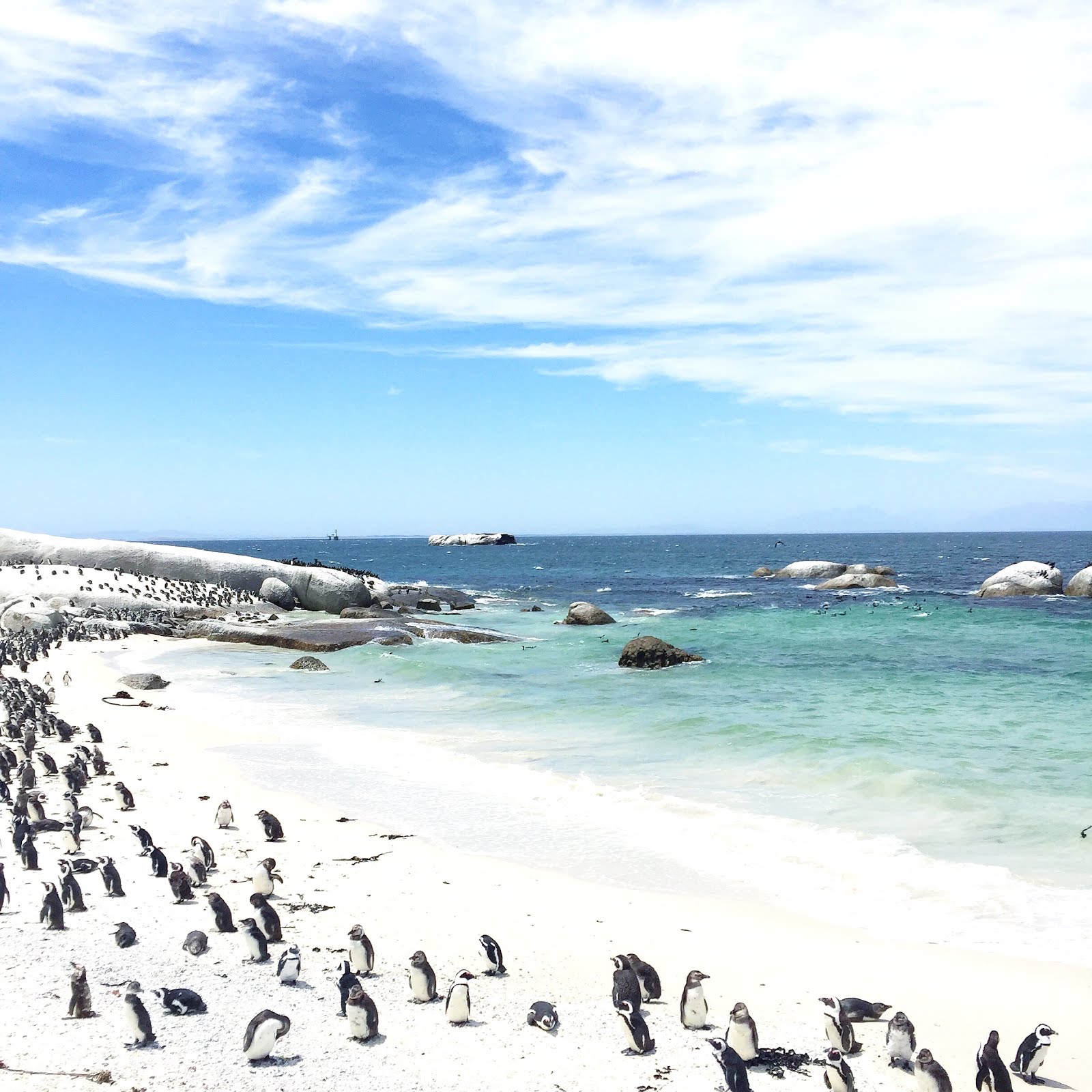 Travel // Review: Boulders Beach Penguins, South Africa - My Darling