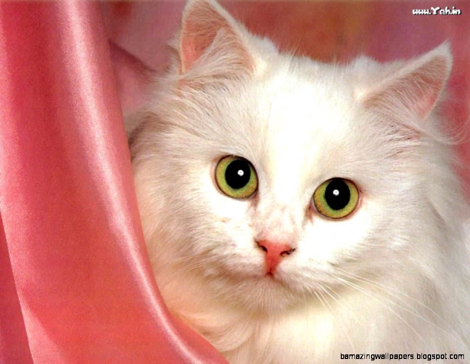 Cute White Cat Pictures HD Wallpapers and Pictures Cute White Cat Pictures HD Wallpapers and Pictures