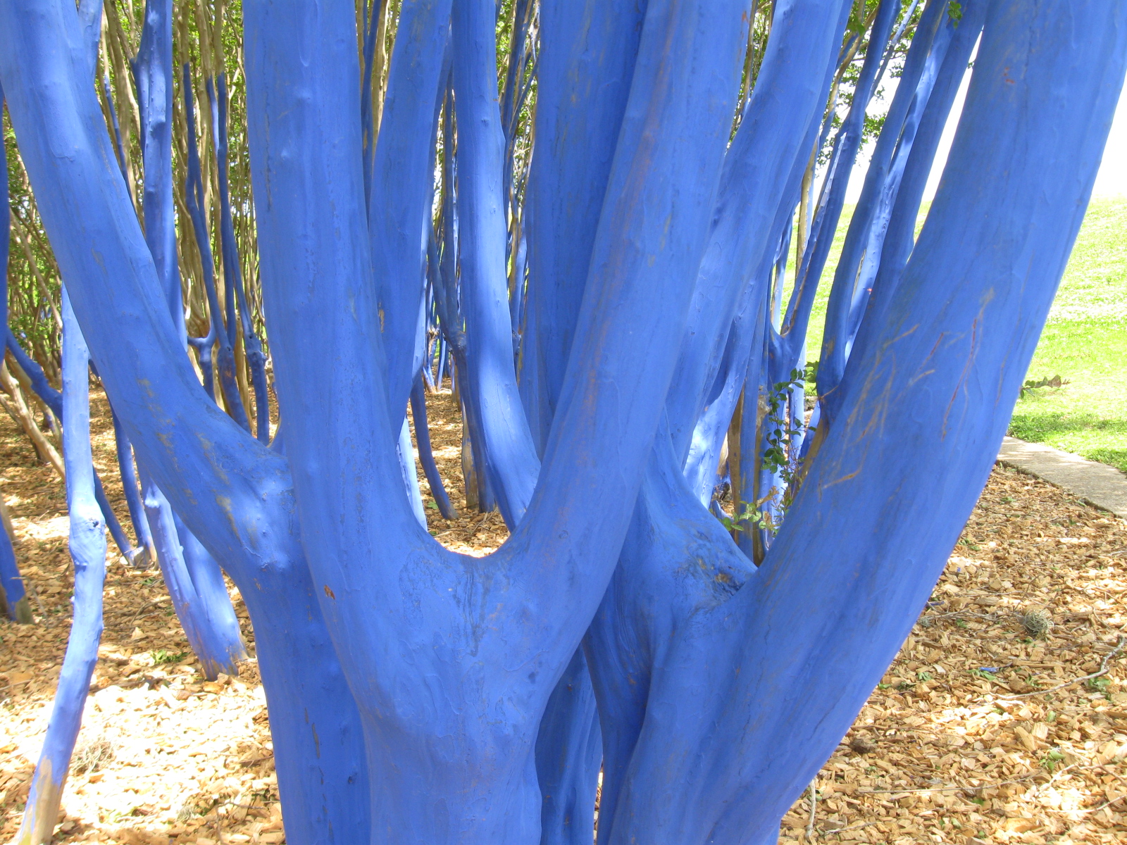 Remarkable Trees of Texas THE BLUE TREES OF WAUGH DRIVE