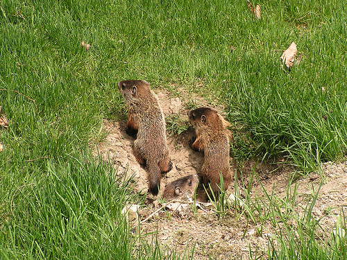 Groundhog Tunnel