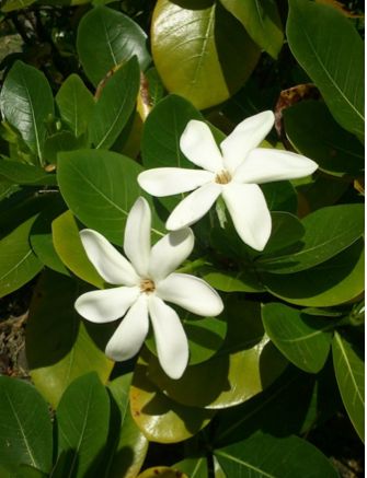 南太平洋旅行専門店 スタッフブログ Bula Vinaka タヒチの花 ティアレ タヒチ