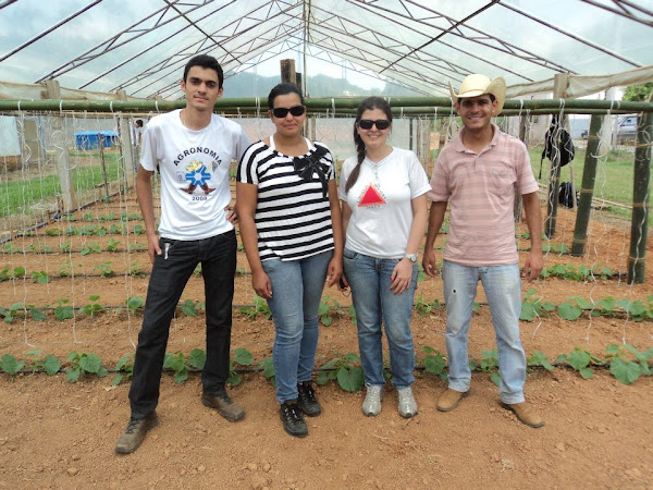 Cultivo de Melão em Ambiente Protegido