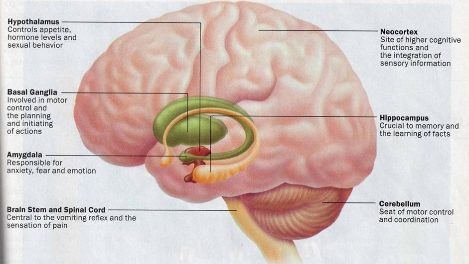 how does the brain works and what does it do lessons tes teach brain how it works