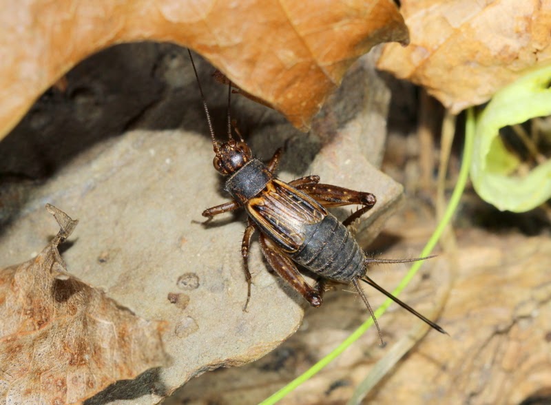 Listening in Nature Crickets in the House ground crickets and field