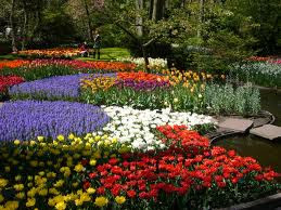 flowers for flower lovers.: June 2011