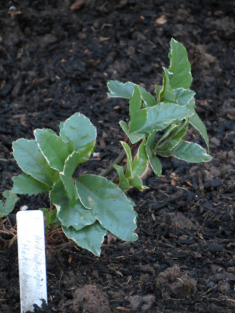 Leucothoe Fontanesiana Doghobble Dog Hobble Drooping Leucothoe