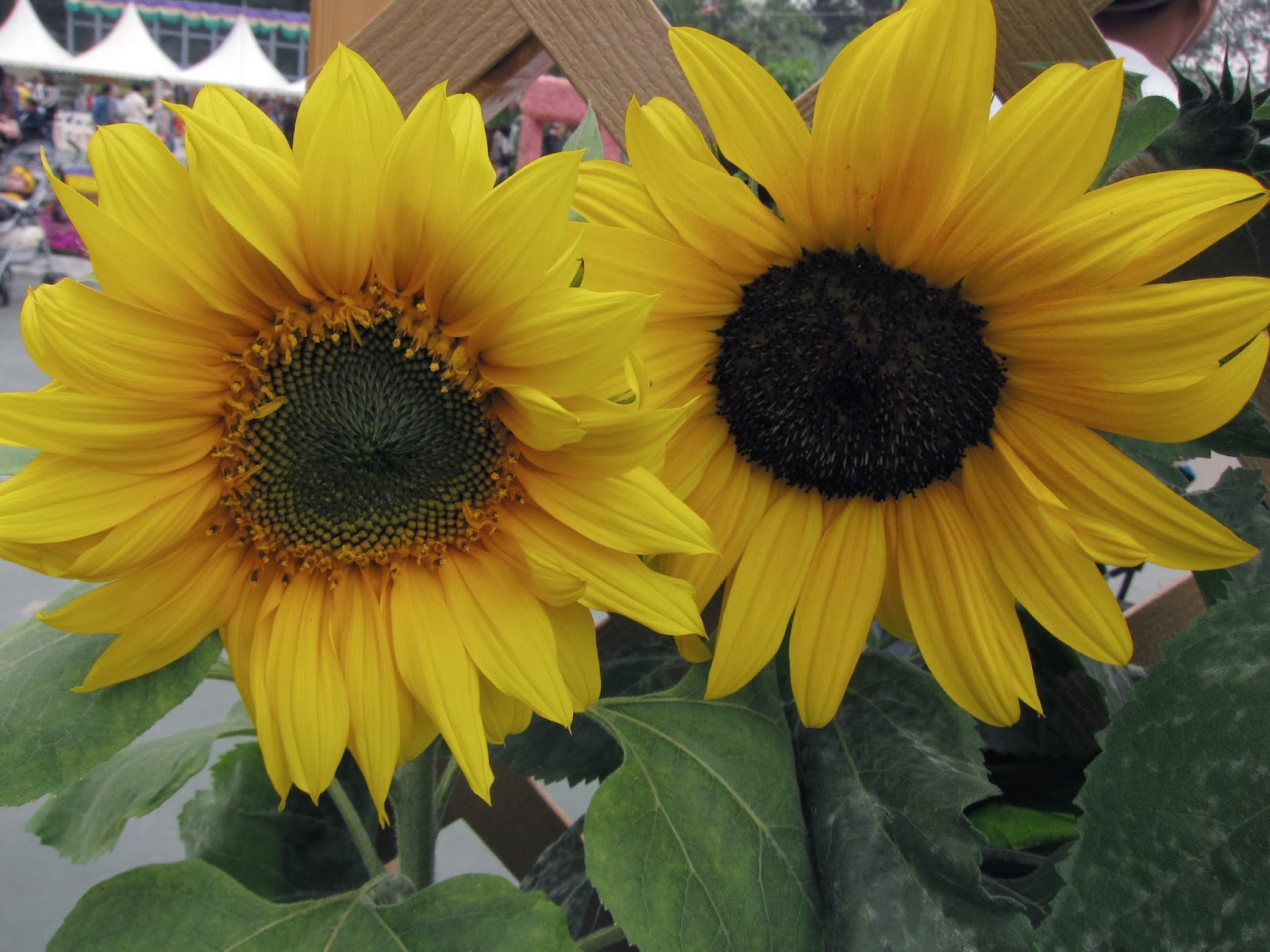 Hong Kong Flower Show 2011 at Victoria Park Hong Kong Trip Day 3