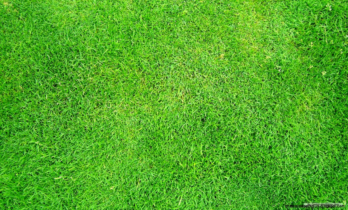 FunMozar – Grass Wallpapers FunMozar – Grass Wallpapers