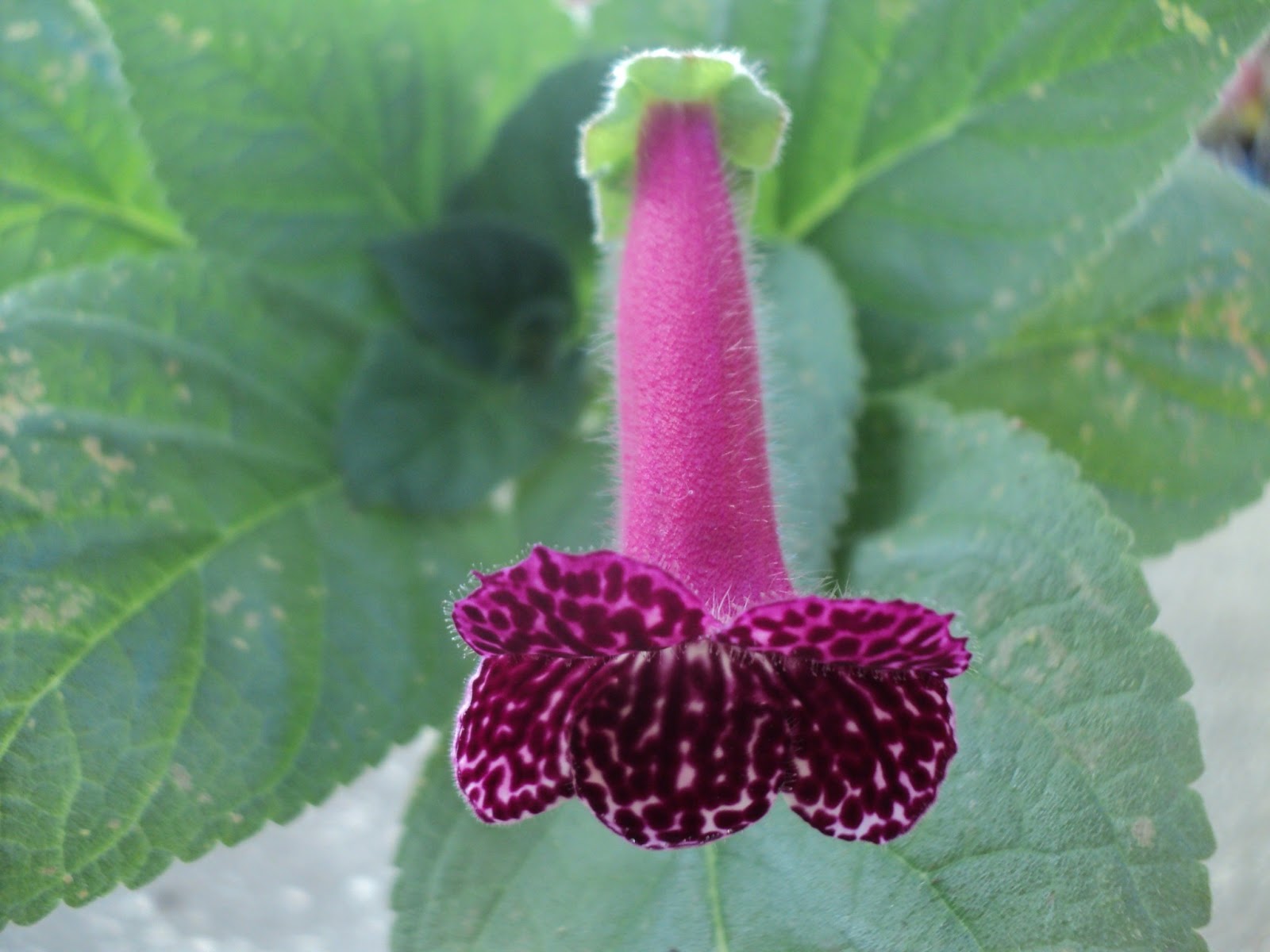 Flori Anuale Care Se Cultiva Primavara