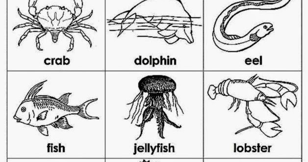 Ocean Animals Coloring Pages | Free Coloring Pages Free Download