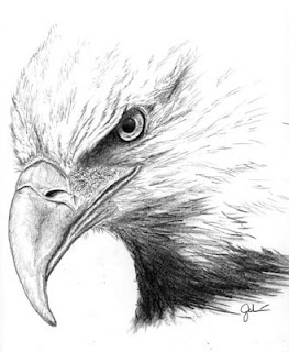 Drawing.: Eagle pencil drawing
